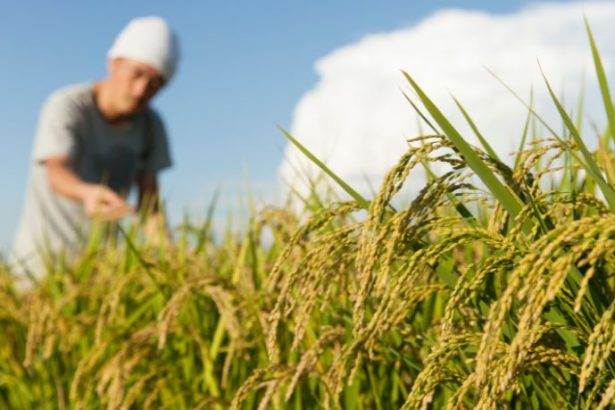 Agenor Vicente Pelissa