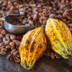 Alfredo Moreira Filho explica os fundamentos técnicos do cacau que determinam produtividade e qualidade, do solo ao processamento.