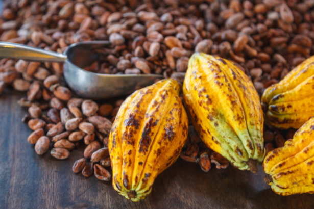 Alfredo Moreira Filho explica os fundamentos técnicos do cacau que determinam produtividade e qualidade, do solo ao processamento.