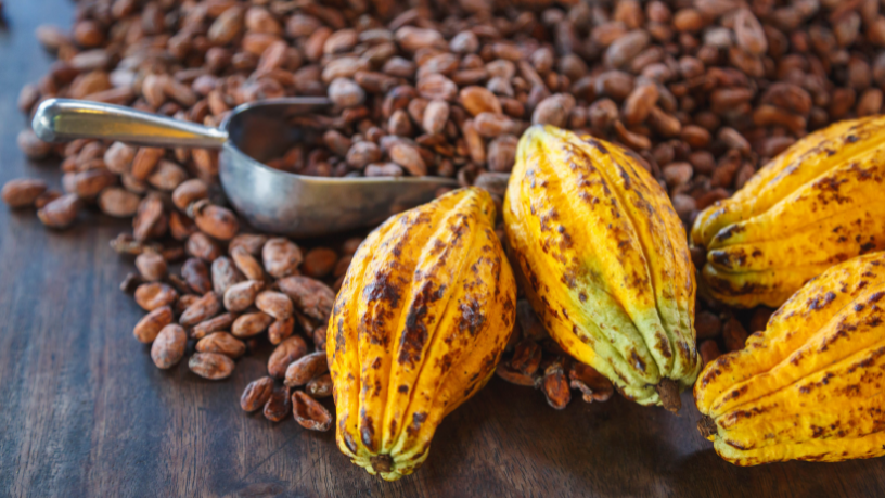 Alfredo Moreira Filho explica os fundamentos técnicos do cacau que determinam produtividade e qualidade, do solo ao processamento.
