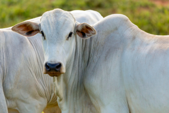 Como a tecnologia e a inovação estão transformando a pecuária em Corumbá e impulsionando a gestão rural