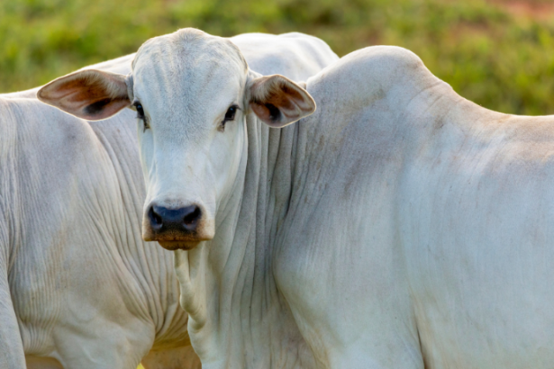 Como a tecnologia e a inovação estão transformando a pecuária em Corumbá e impulsionando a gestão rural