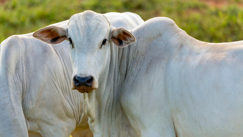 Como a tecnologia e a inovação estão transformando a pecuária em Corumbá e impulsionando a gestão rural