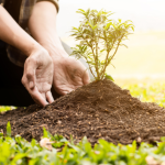 Corumbá inaugura plano inovador de arborização para elevar a qualidade de vida urbana
