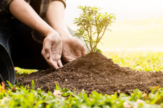 Corumbá inaugura plano inovador de arborização para elevar a qualidade de vida urbana