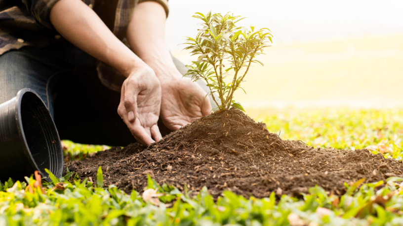 Corumbá inaugura plano inovador de arborização para elevar a qualidade de vida urbana