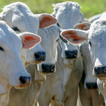 Fazenda de Corumbá Pioneira em Tecnologia de Rastreabilidade Bovina em Mato Grosso do Sul