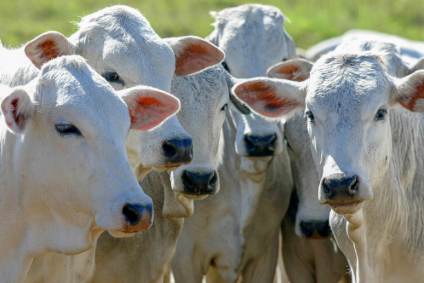 Fazenda de Corumbá Pioneira em Tecnologia de Rastreabilidade Bovina em Mato Grosso do Sul
