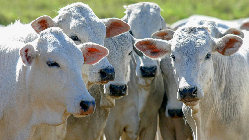 Fazenda de Corumbá Pioneira em Tecnologia de Rastreabilidade Bovina em Mato Grosso do Sul