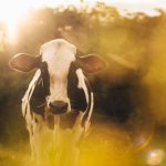 Vaca Holandesa em um pasto rural brasileiro iluminado pela luz do entardecer