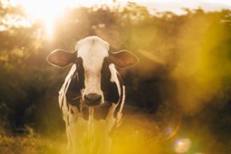 Vaca Holandesa em um pasto rural brasileiro iluminado pela luz do entardecer
