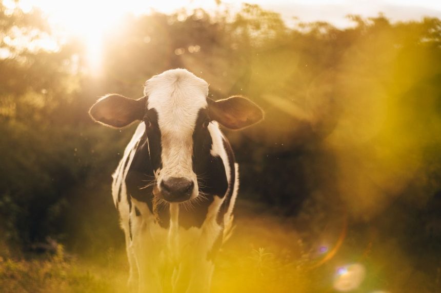 Vaca Holandesa em um pasto rural brasileiro iluminado pela luz do entardecer